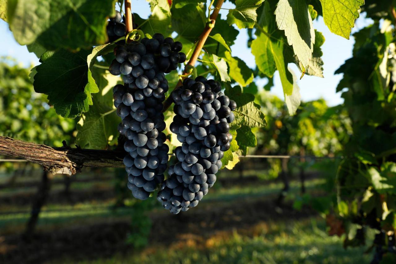 Adina Vineyard Aparthotel Lovedale Exterior photo